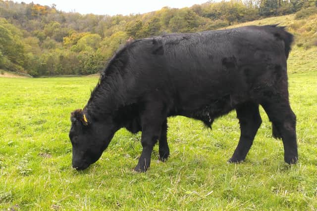One of the Dexter cows on the Big Picnic Field on Steyning Downland Scheme