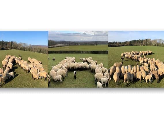 Rob Moss, with the help of his partnerEmily Stocker, spent a week trying to get the 'perfect picture' of his flock of sheepforming the letters to spell NHS.