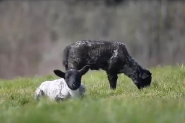 The two lambs were caught frolicking with each other