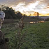 A barn owl is just one of the options which children can feature in their entry