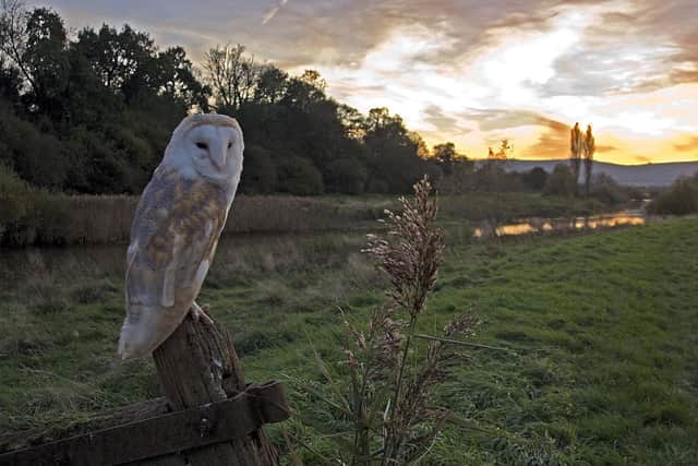 A barn owl is just one of the options which children can feature in their entry