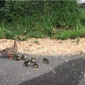 The mother duck and her six ducklings found themselves trapped in a residential estate SUS-200418-092518001