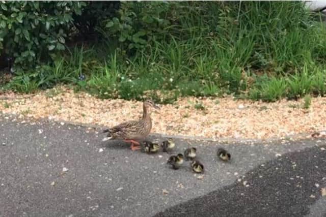 The mother duck and her six ducklings found themselves trapped in a residential estate SUS-200418-092518001
