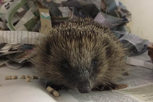 Just one of the hedgehogs Wadars has cared for