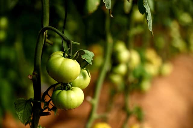 Tomatoes - picture by Getty Images 775503450