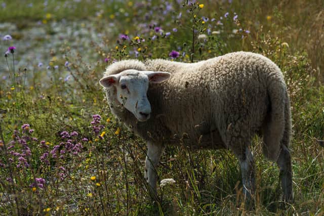 Grazing sheep on chalk grassland. Picture by Alex Bamford