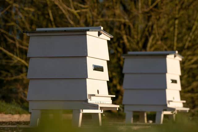 The bees are currently emerging from their hives