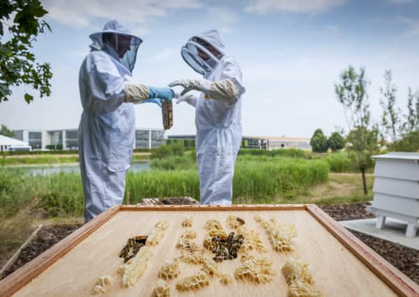 The bee apiary has seen record production