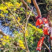 Officers from West Sussex Fire & Rescue Services Technical Rescue Unit (TRU) had their skills put to the test by a curious cat who found himself 20m up a tree.   Picture: WSFRS