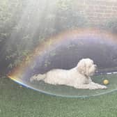 Reader David King took this picture of his dog in his garden - featuring a 'trick of the sun'