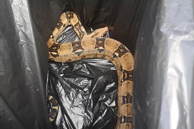 A quick-thinking passerby put the snake in a bin bag SUS-200405-154055001