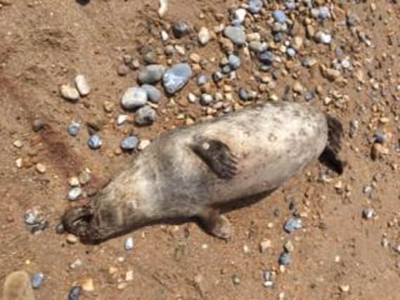 A dead seal on Bexhill beach. Picture: Jakki Armfield