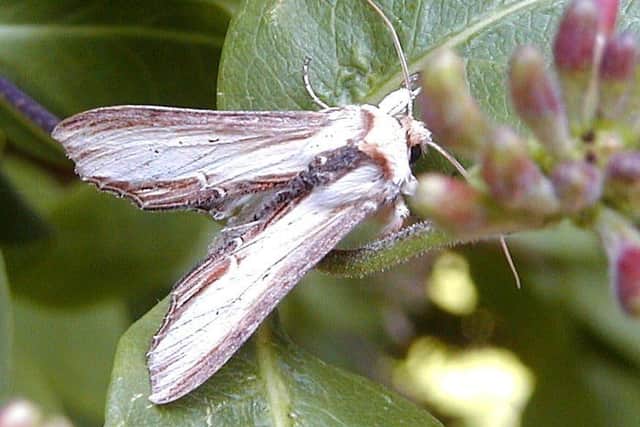 Striped Lychnis moth adult. Picture: Pete Hall