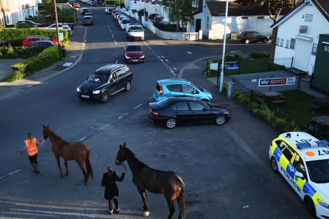 The horses were cornered in Elm Grove. Pic: Kieran Cleeves Photography