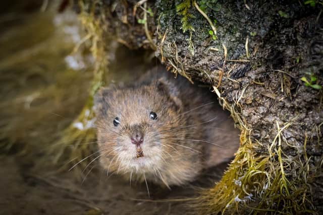 A water vole on the South Downs. Picture: Dick Hawkes