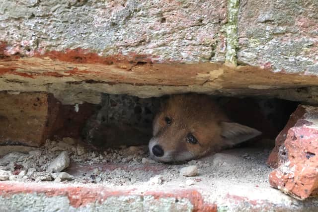 The fox was rescued by the RSPCA