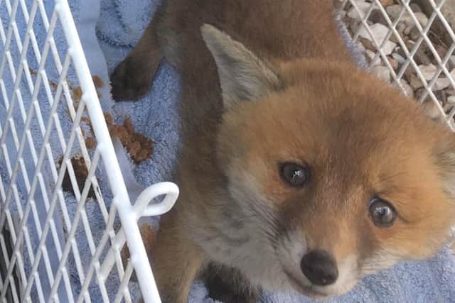The fox cub was eventually rescued