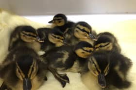 Ducklings rescued by East Sussex Wildlife Rescue & Ambulance Service