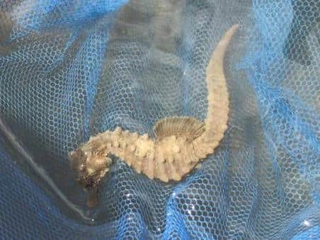 A seahorse was caught in Shoreham