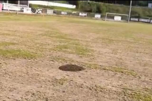 The bee swarm that took over Hastings United FC's pitch this morning (April 9)