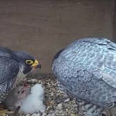 A screenshot from the webcam showing the peregrine parents with their chicks
