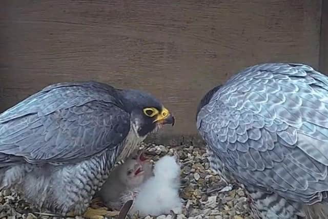 A screenshot from the webcam showing the peregrine parents with their chicks