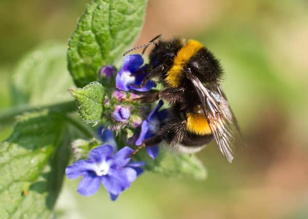 Buff-tailed Bumblebee on flower PPP-180518-121335001