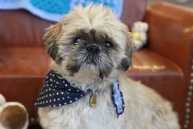 Alfie the Shih Tzu was at Dogs Trust Shoreham for months, much longer than usual for this popular breed