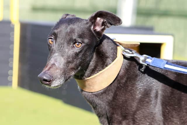 This former racing greyhound needs a new home with another dog that can show him the ropes