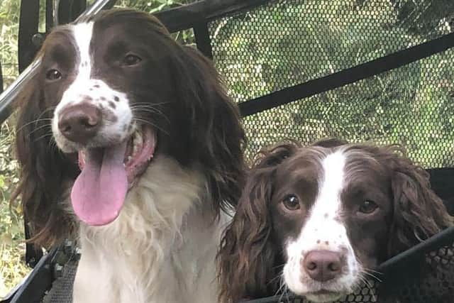 Two of the dogs stolen from Brightling. Picture: Lucy Gaunt