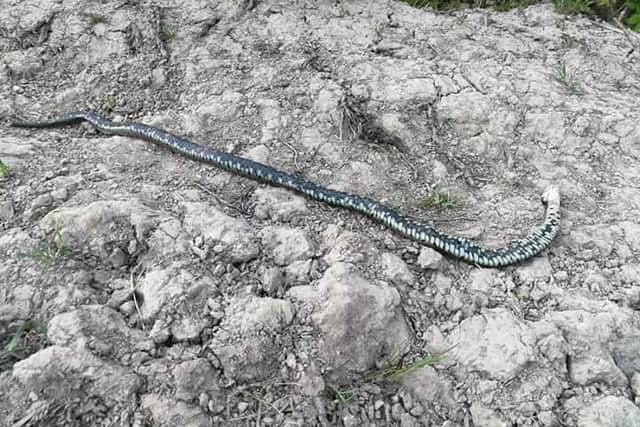 A grass snake was killed in the Hastings Country Park. Picture: Jak O'Dowd