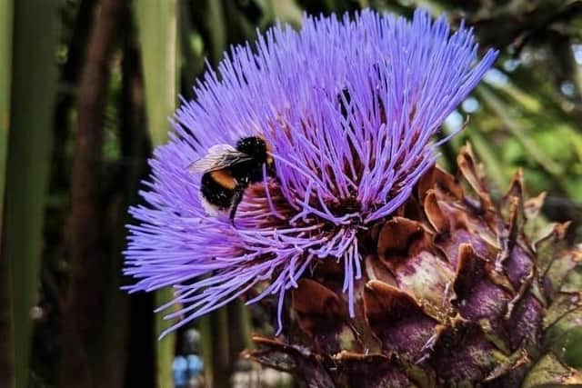 Emmy Kavanagh took this photo of a bee on a cardoon SUS-200519-165230001