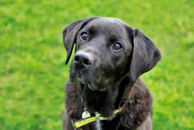 Joshua is an excitable labrador cross with lots of character