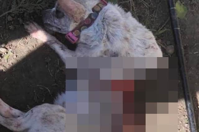 The mutilated dog was found in the garden of a house in Haywards Heath