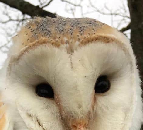 Barn Owl (photo by Stuart Card)
