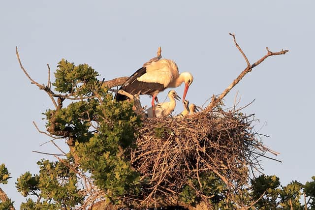 The white stork chicks and their mother at the Knepp Castle Estate