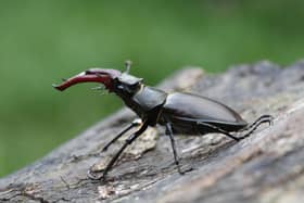 Stag beetle SUS-200527-133605001