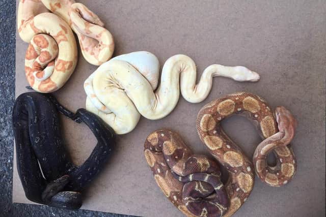 The snakes that were found. Do you recognise them?