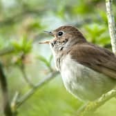 A Nightingale at Knepp. Photo: David Plummer
