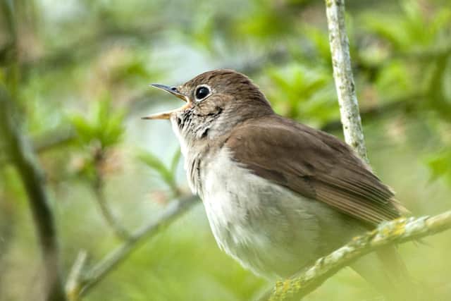 A Nightingale at Knepp. Photo: David Plummer