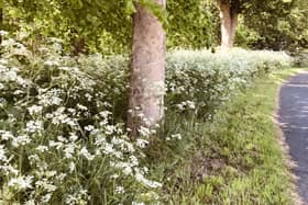 Beautiful avenue of aromatic cow parsley in Lobb’s Wood. Picture: Christine Elson