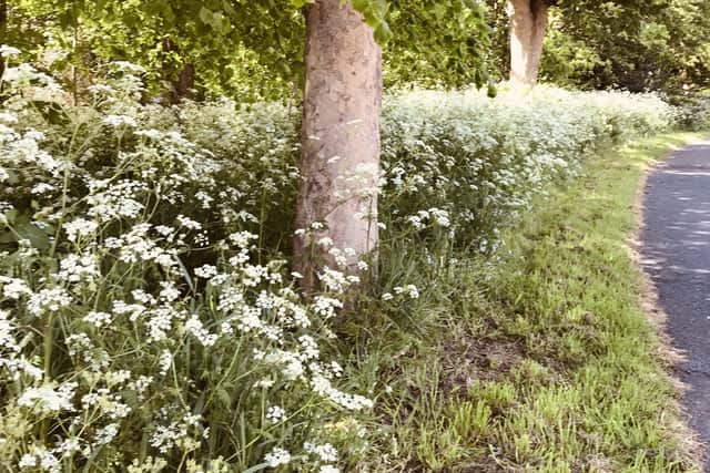 Beautiful avenue of aromatic cow parsley in Lobb’s Wood. Picture: Christine Elson