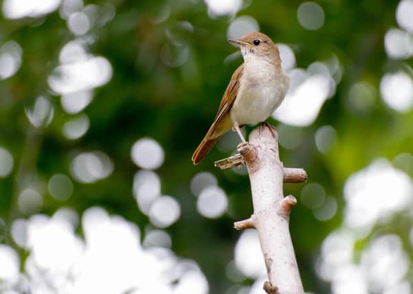 Objectors are particularly concerned about any development's impact on nightingales