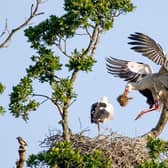 Storks at Knepp Castle, West Grinstead. Photo: Malcolm Green, Countryman Photography SUS-200406-125726001
