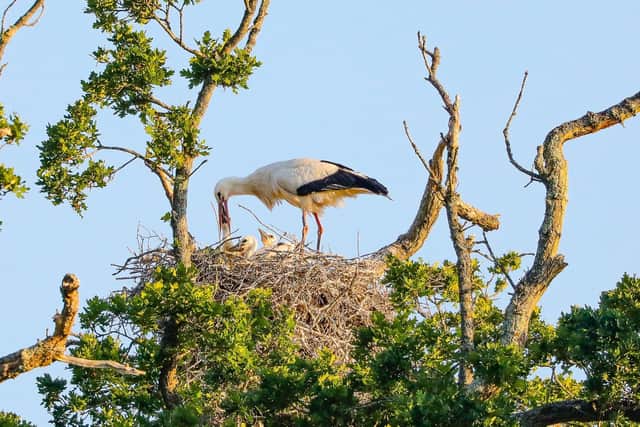 Storks at Knepp Castle, West Grinstead. Photo: Malcolm Green, Countryman Photography SUS-200406-125737001