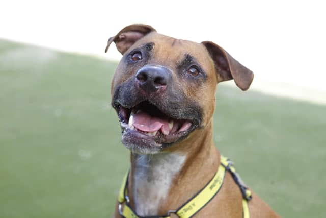 Embrace his exuberant boxer traits and Boycee could make a great companion