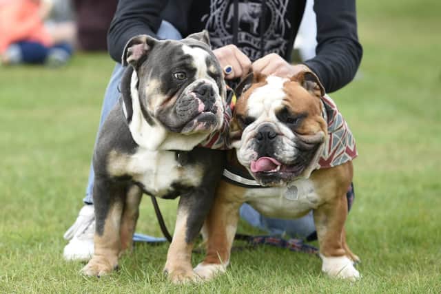 Rescue bulldogs Herbert and Bigby at the trust’s annual picnic in September