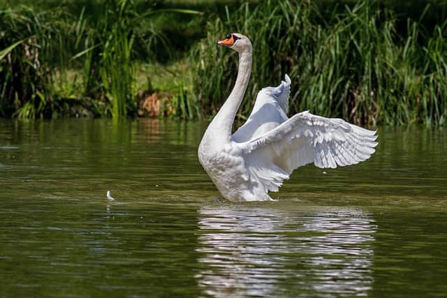 A swan was found dead in the River Arun at Pulborough SUS-200617-111353001