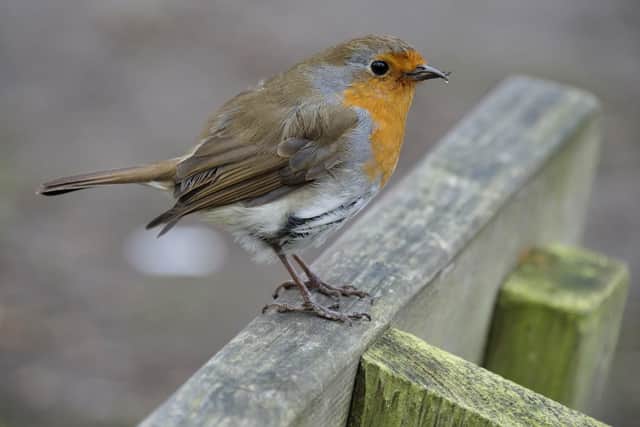 Robins are more active in the mornings and  at dusk. Photo: National Trust Jemma Finch  SUS-200619-141716001