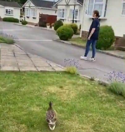 The duck and ducklings on the loose in Uckfield. Picture: WRAS